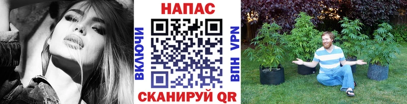 Купить Чернушка Бошки марихуана конопля